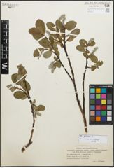 Foto von Salix glauca L.